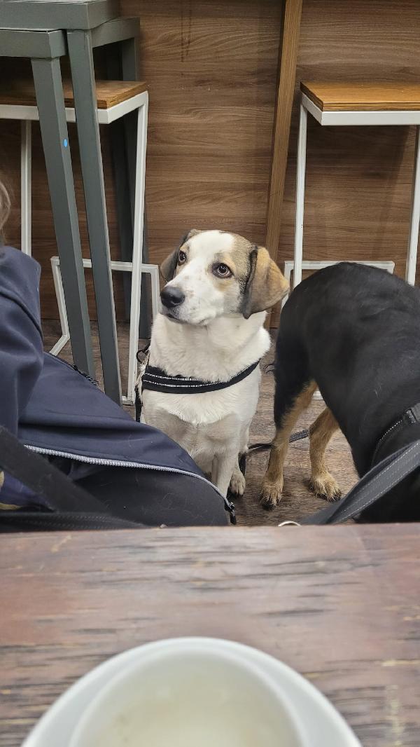 Twitty, una tenera meticcia Foto 2